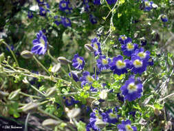 Image of Blue Nasturtium