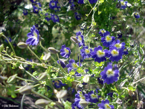 Image of Blue Nasturtium