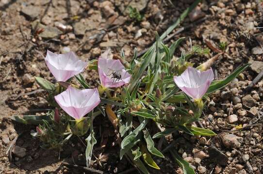 Image of Convolvulus lineatus L.