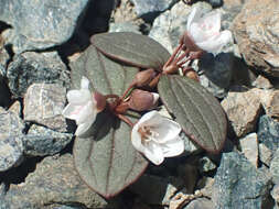 Image of <i>Claytonia obovata</i>