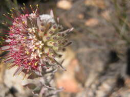 Image of Leucospermum wittebergense Compton