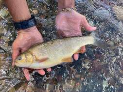 Image of Utah Chub