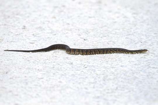 Image of Atlantic salt marsh snake