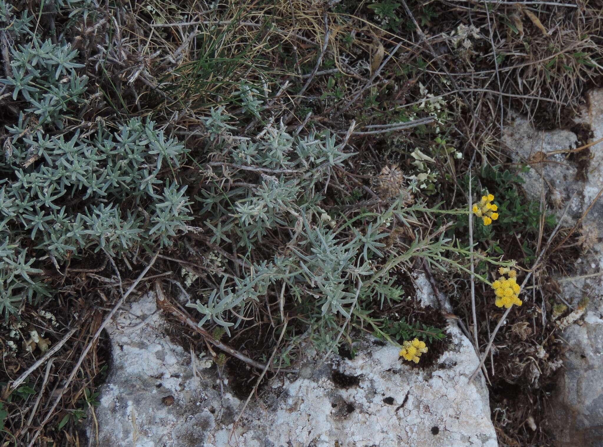 Image of Helichrysum italicum subsp. italicum