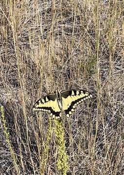 Image of Papilio machaon oregonia W. H. Edwards 1876