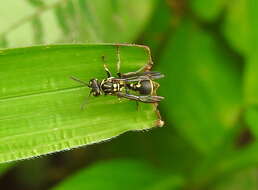 Image of Ropalidia flavopicta (Smith 1857)