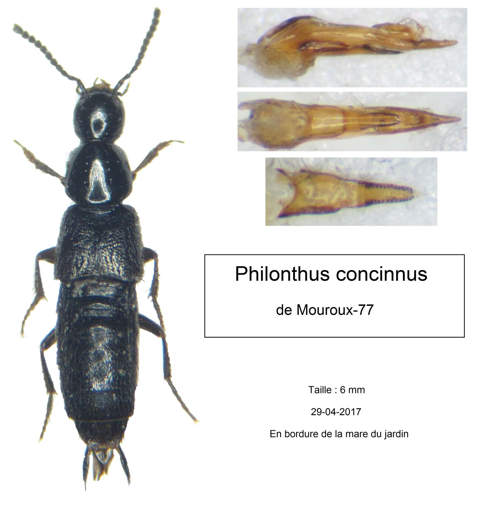 Image of Philonthus (Philonthus) concinnus (Gravenhorst 1802)
