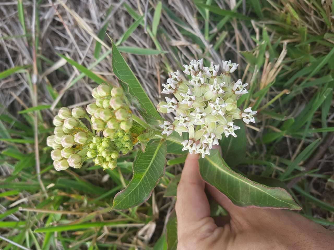 Image of Asclepias mellodora St. Hil.