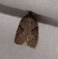 Acleris maccana Treitschke 1835的圖片