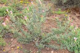 Image of Mesembryanthemum noctiflorum subsp. defoliatum (Haw.) Klak
