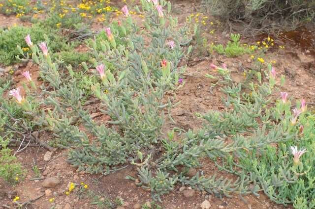 Imagem de Mesembryanthemum noctiflorum subsp. defoliatum (Haw.) Klak