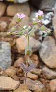 Image of Cerastium ramosissimum Boiss.