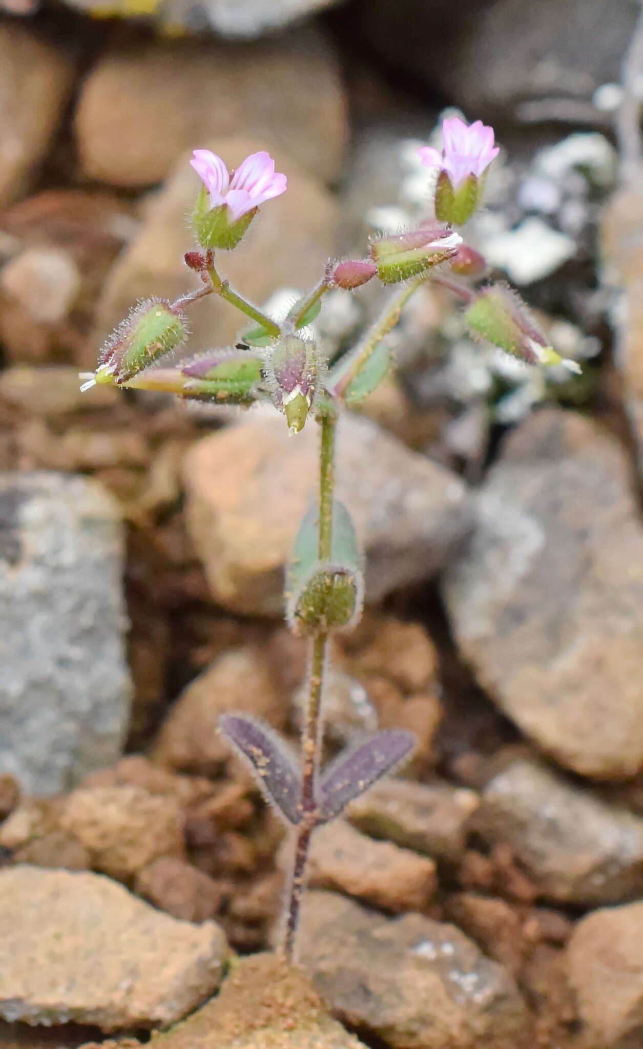 Image of Cerastium ramosissimum Boiss.