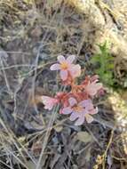 Слика од Jatropha macrorhiza Benth.