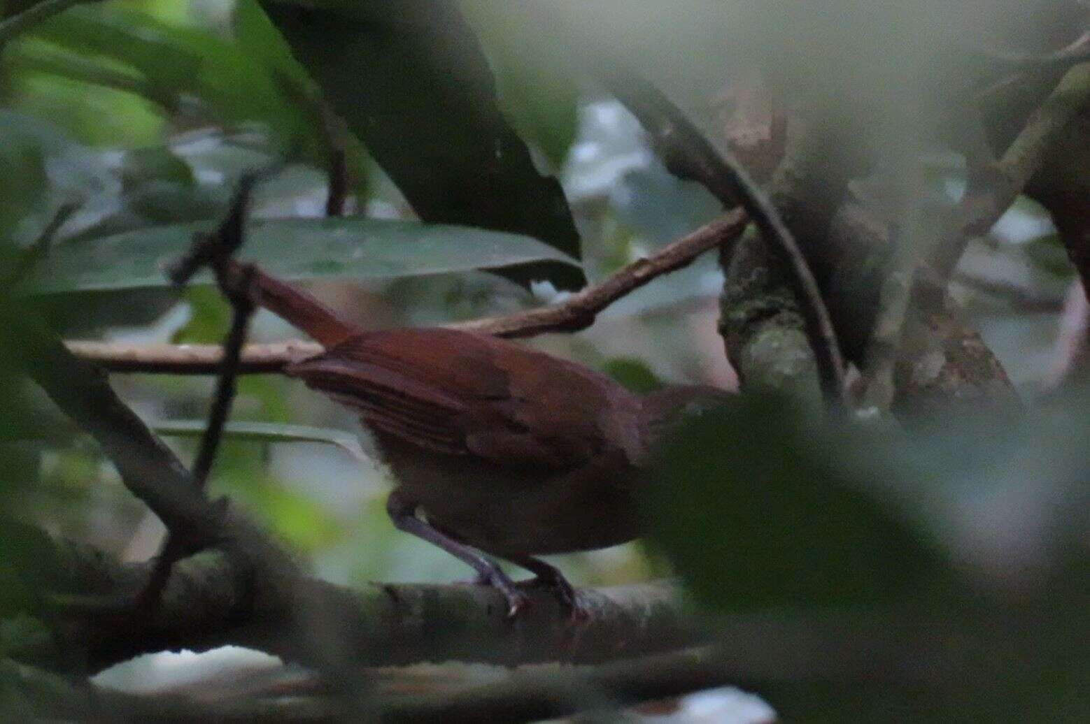 Image of Brown Illadopsis