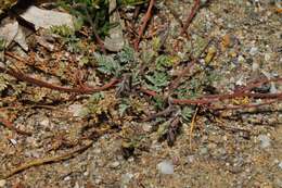 Image of Hypecoum procumbens subsp. atropunctatum Å. E. Dahl