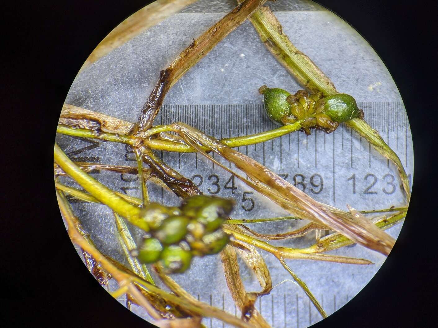 Image of leafy pondweed