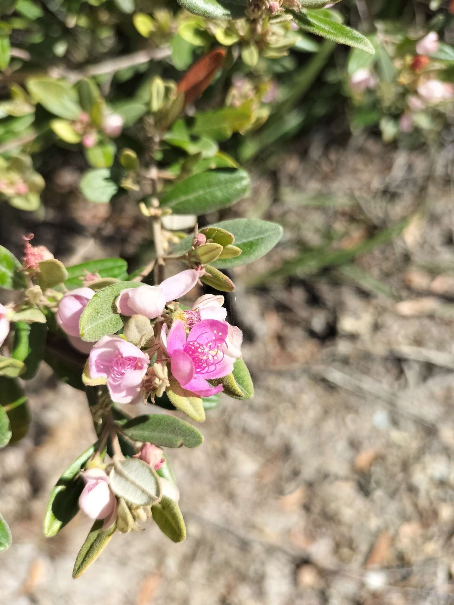 Слика од Lithomyrtus obtusa (Endl.) N. Snow & G. P. Guymer