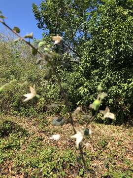 Image of upland cotton