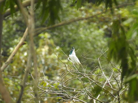 Image of Bare-throated Bellbird