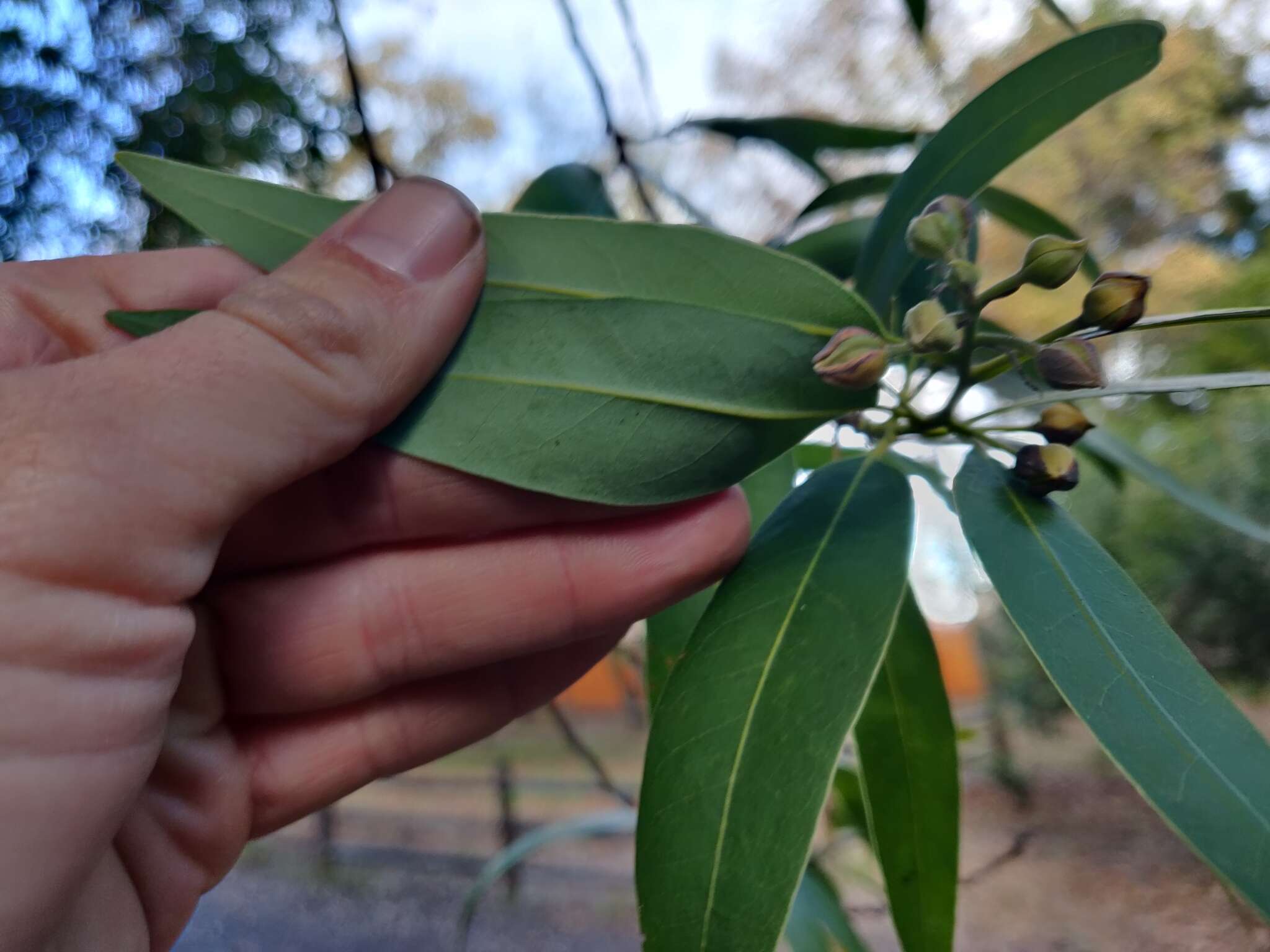 <i>Umbellularia <i>californica</i></i> f. californica resmi