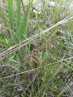 Image of swamp hornpod