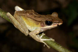 Image of White-lipped frog