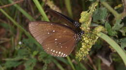 Image of <i>Euploea <i>modesta</i></i> modesta