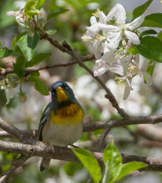 Image of Northern Parula