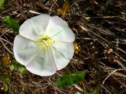 Image of island false bindweed