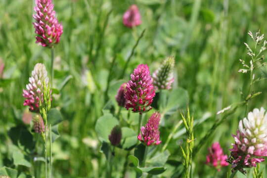 Image of Trifolium incarnatum subsp. molinerii (Hornem.) Syme