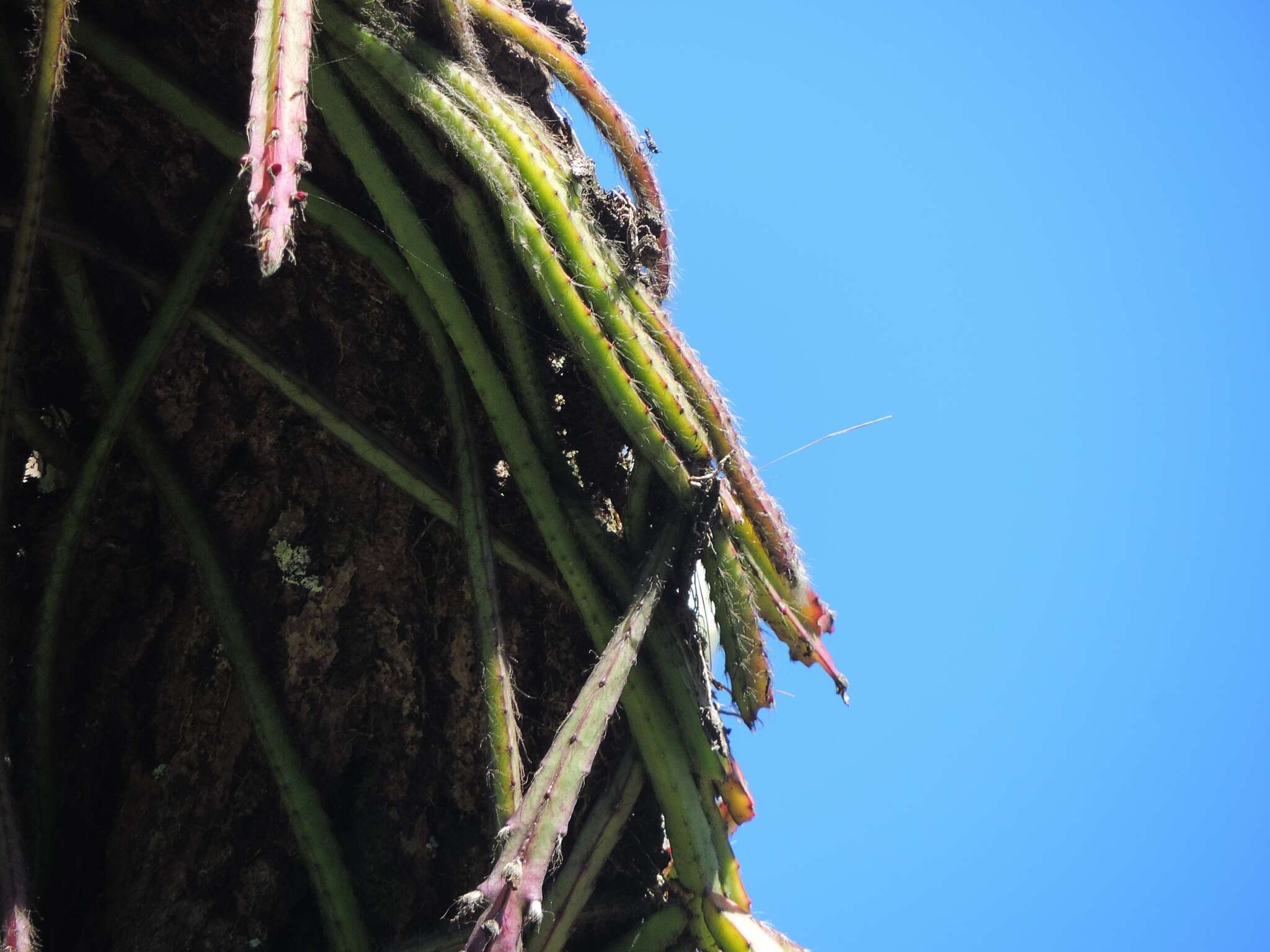 Image de Lepismium cruciforme (Vell.) Miq.