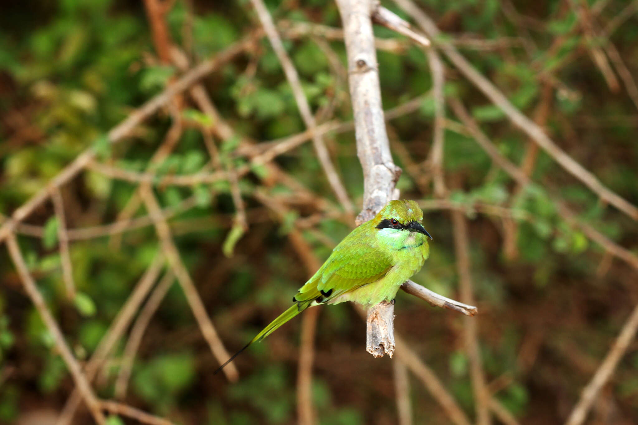 Image of Asian Green Bee-eater