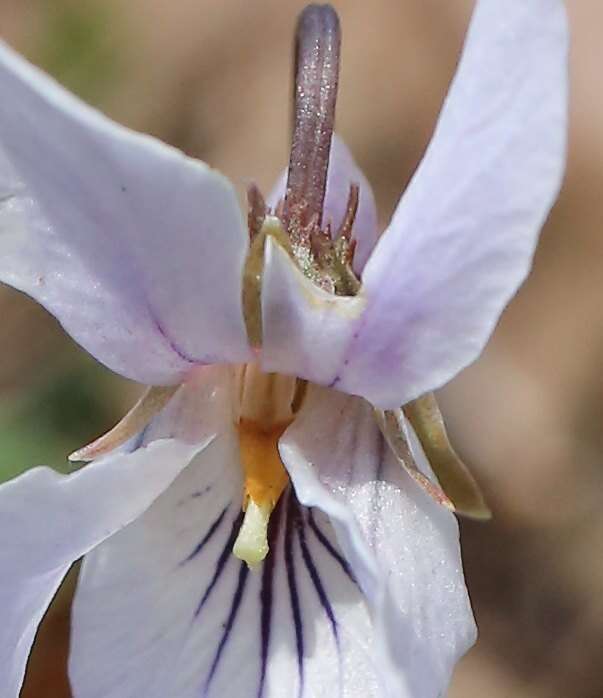 Image of Viola bissetii Maxim.
