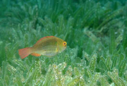 Image of Greenblotch Parrotfish