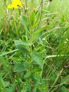 Image of spotted St. Johnswort