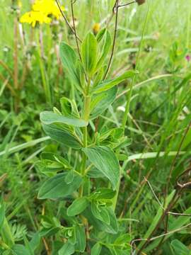 Image of spotted St. Johnswort