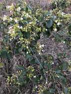 Imagem de Clerodendrum floribundum R. Br.