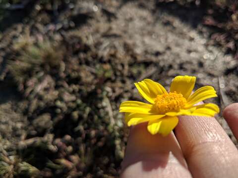 Imagem de Coreopsis californica (Nutt.) H. K. Sharsmith