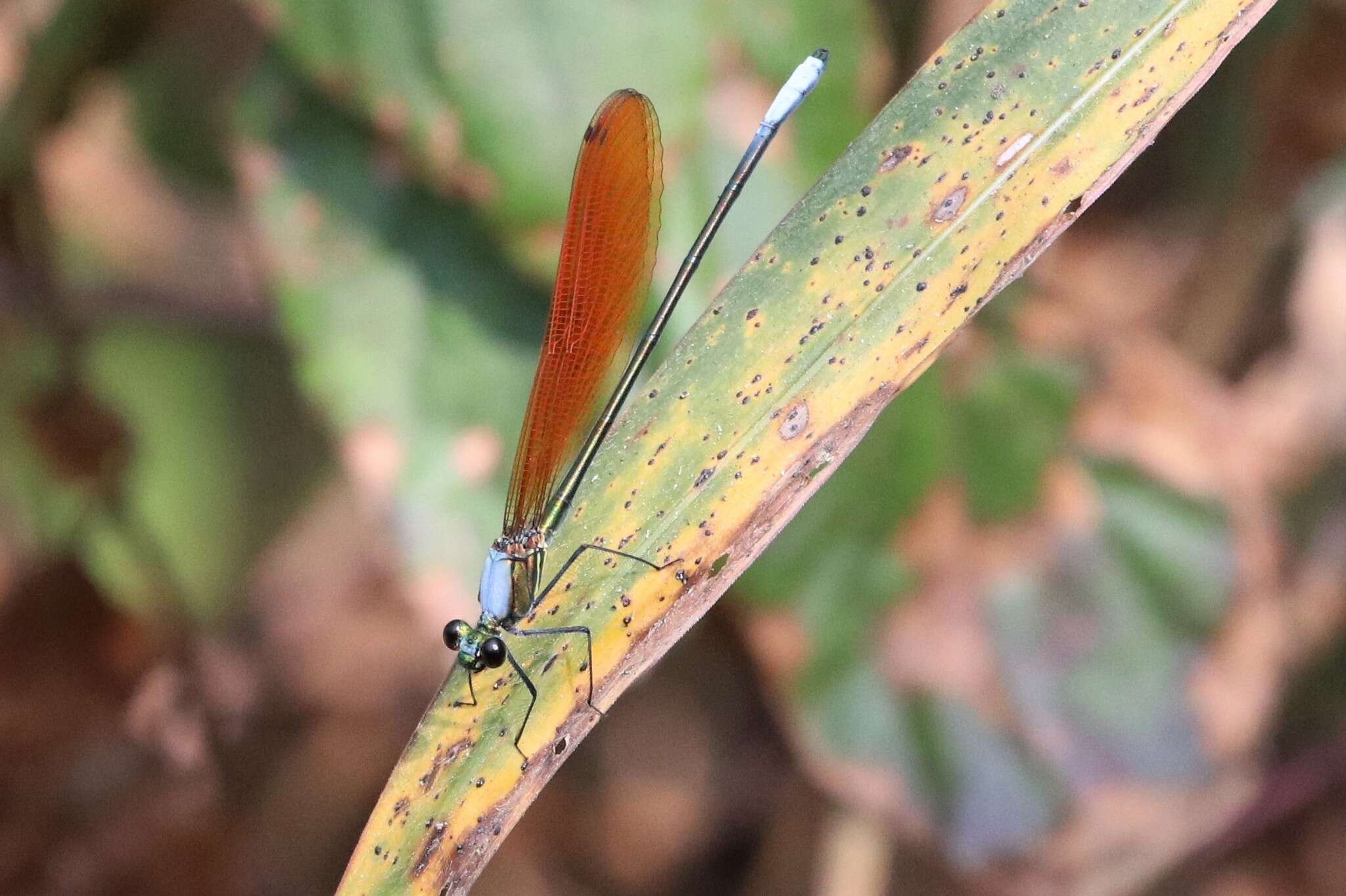 Image of Mnais andersoni McLachlan ex Selys 1873