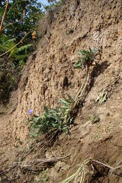 صورة Lactuca tatarica (L.) C. A. Meyer