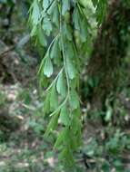 Asplenium neolaserpitifolium Tard. & Ching resmi