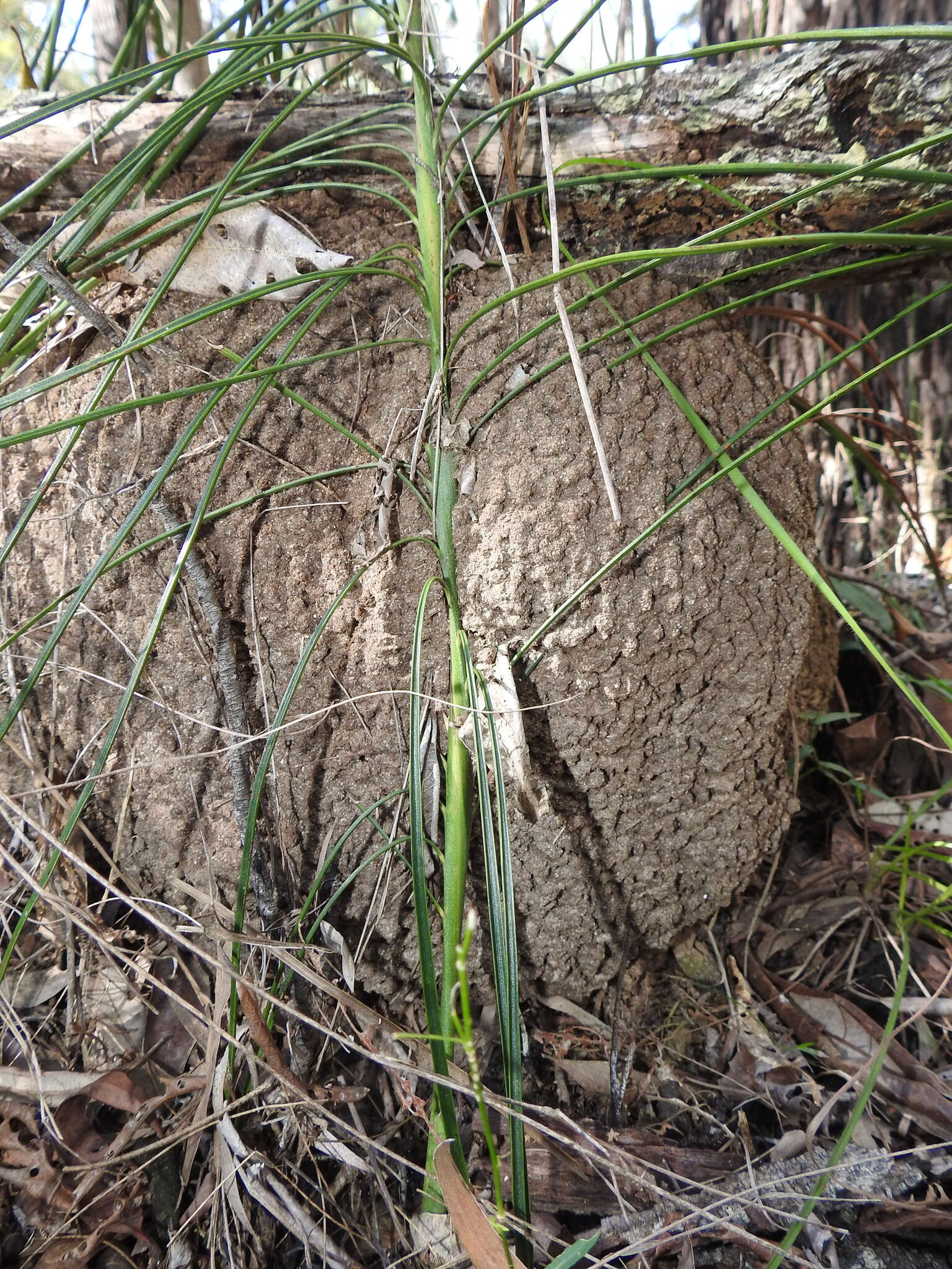 Image of Cycad