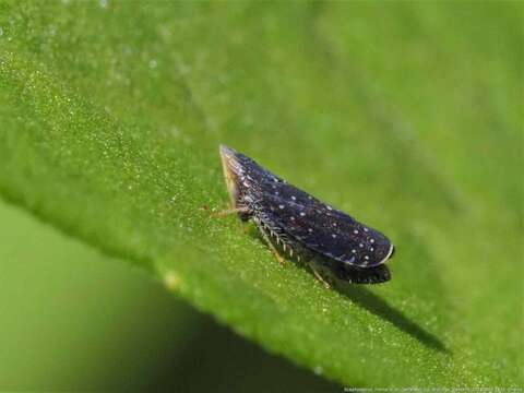 Image of Yellowfaced Leafhopper