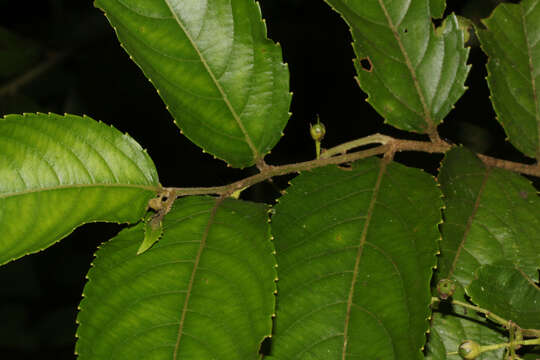 Image of Banara guianensis Aubl.