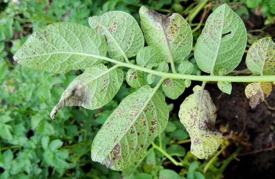 Image of Phytophthora de Bary 1876