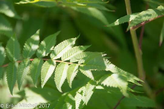 Image of false spiraea