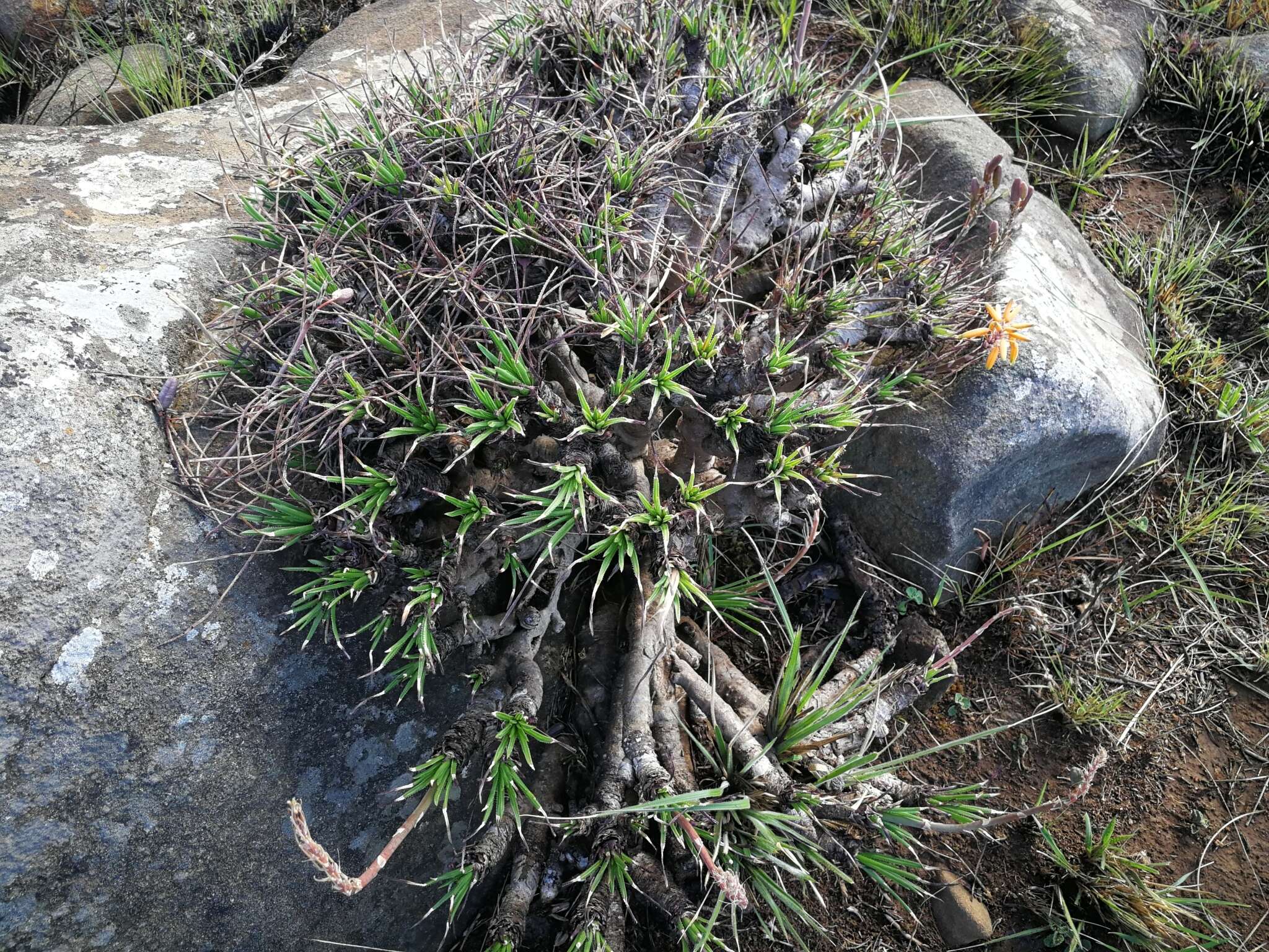 Image of Aloe chortolirioides var. chortolirioides