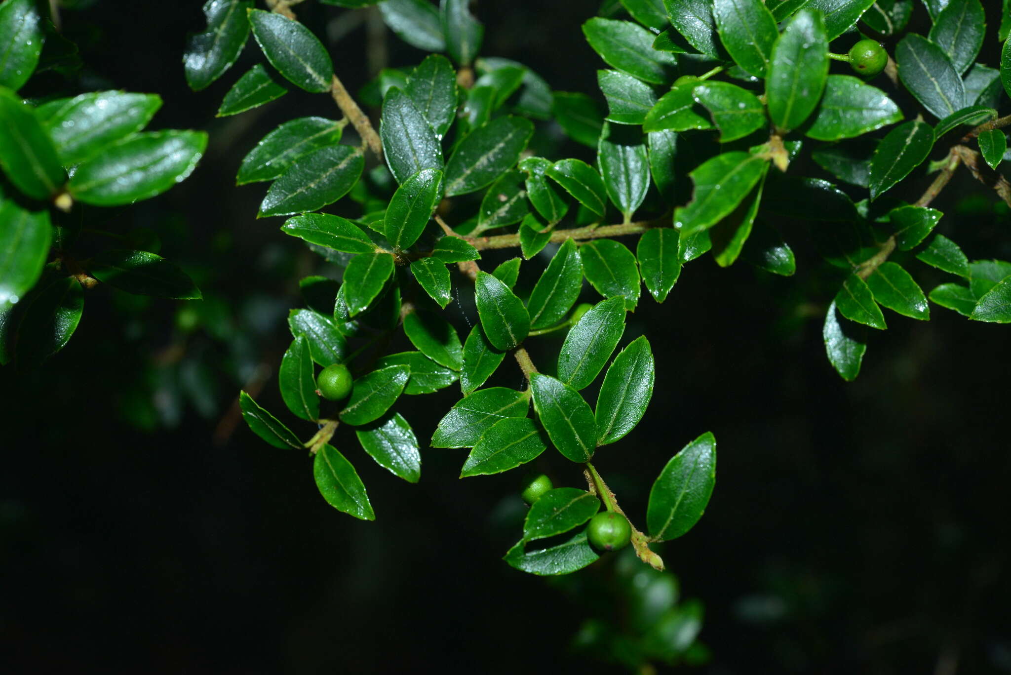 Image of Ilex yunnanensis var. parvifolia (Hayata) S. Y. Hu