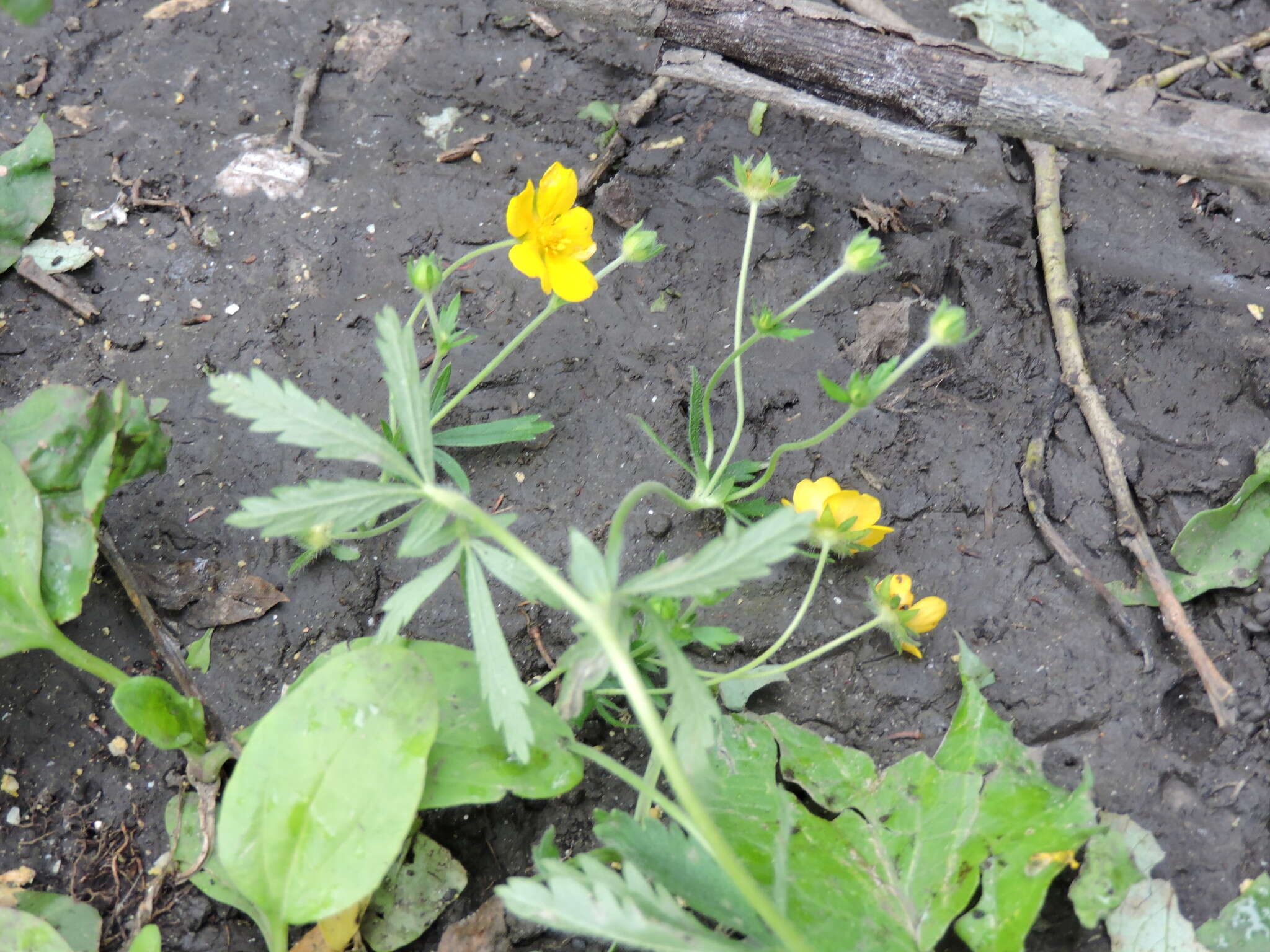 Image of European cinquefoil